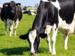 Dairy